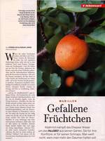 gefallene Früchtchen